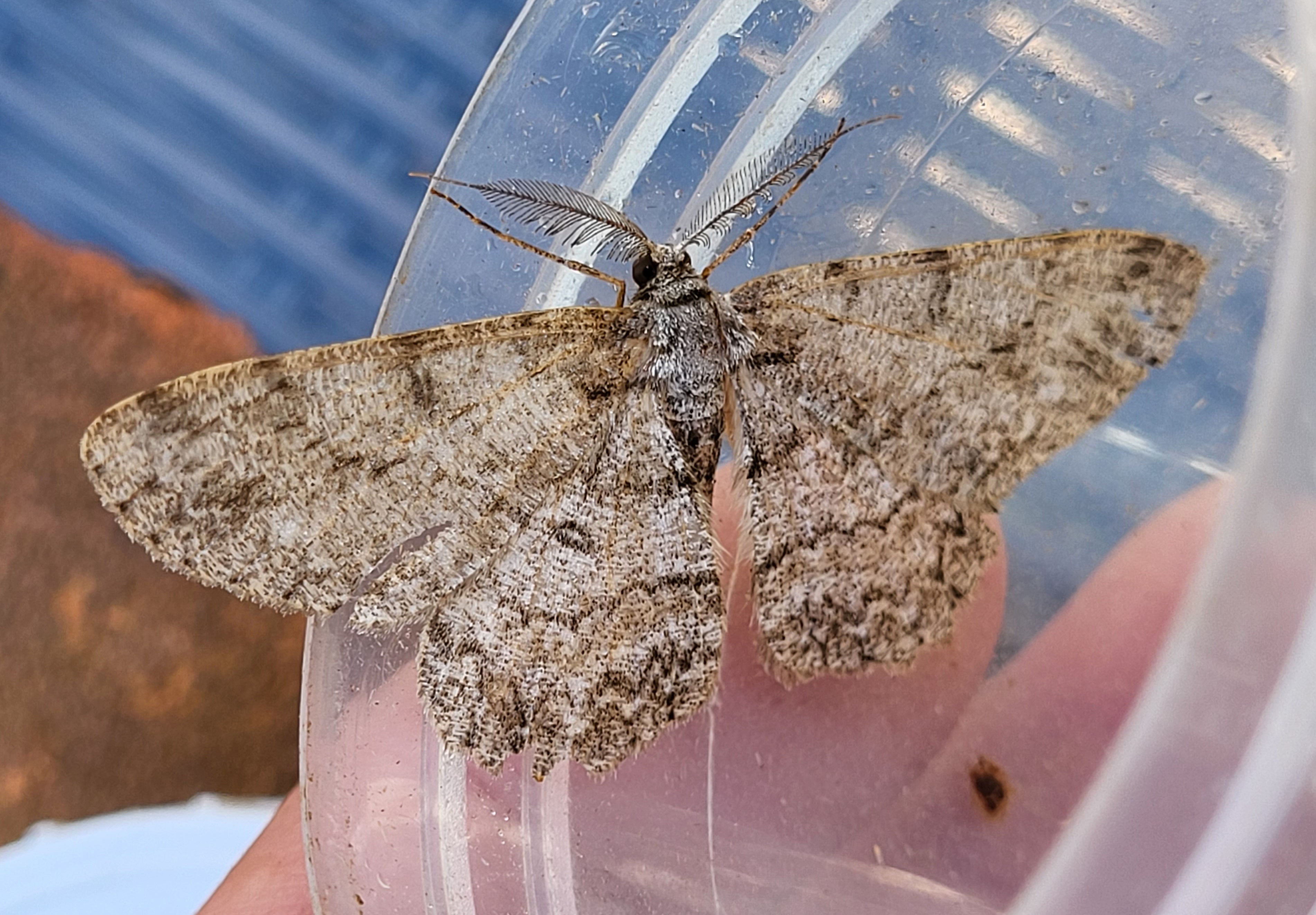 Photo of Pale Oak Beauty (Hypomecis punctinalis)